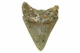 Serrated, Fossil Megalodon Tooth - North Carolina #274633-1